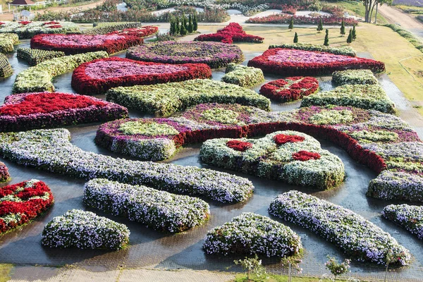 Красочные цветы. озеленение летнего сада в городском парке — стоковое фото