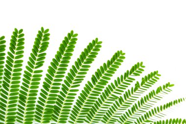 Beyaz arka plan üzerinde küçük yaprak