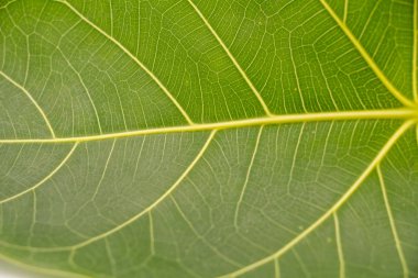 yeşil yaprak dokusu arkaplanı