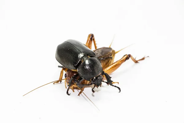 Dynastinae e Gryllidae sobre fundo branco . — Fotografia de Stock