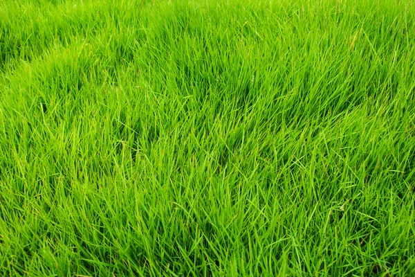 Arkaplan olarak yeşil çimen — Stok fotoğraf