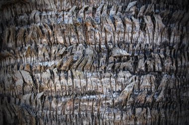 büyük palmiye ağacı kabuğu makro güneşli