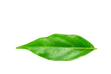 Beyaz arkaplanda yeşil yaprak izole edildi