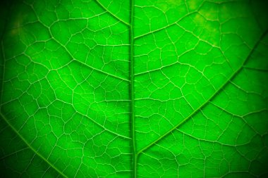 Yeşil yaprak arkaplan dokusu, makro