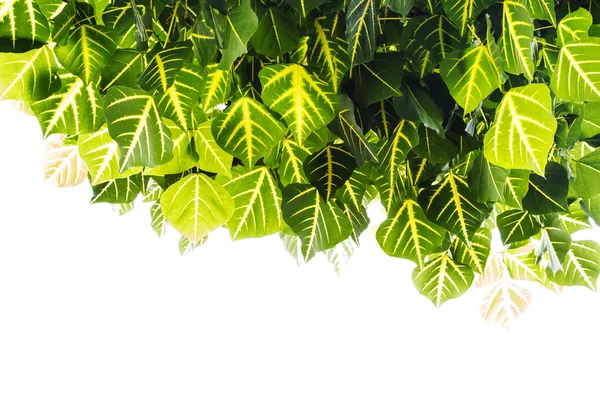 Erythrina variegata volno na bílém — Stock fotografie