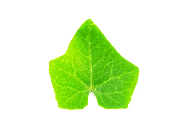 Иви Гурд оставляет одинокие листья на белом фоне — стоковое фото