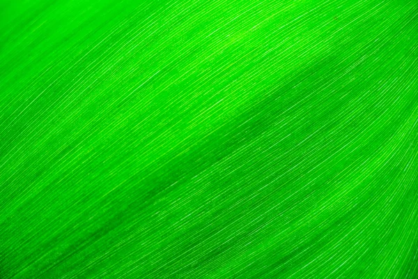 Textura de una hoja verde como fondo —  Fotos de Stock