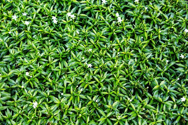 Daun hijau sebagai tekstur — Stok Foto