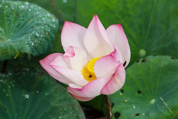 Lotus flower blossom on green leaf background — Stock Photo, Image