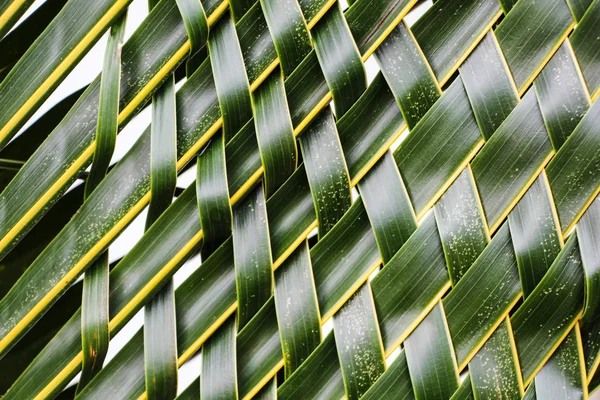 Hojas de coco fondo tejido — Foto de Stock