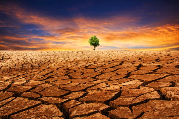 Arbre sur terre fissurée — Photo