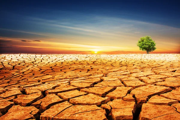 Árvore única na terra seca — Fotografia de Stock