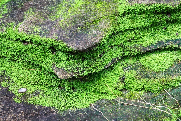 Groene mos op oude stenen muur — Stockfoto