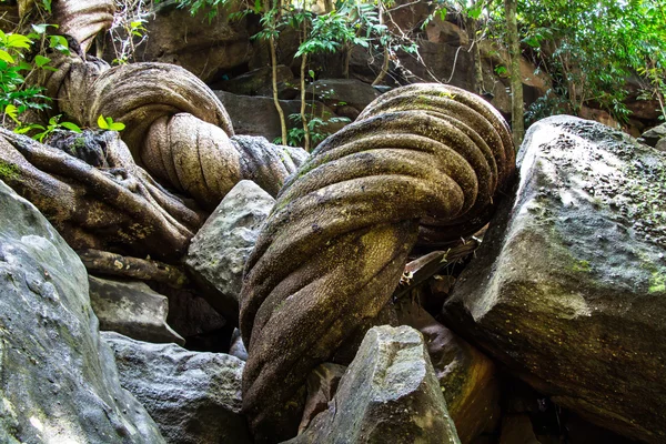 Vigne dans la forêt de Thaïlande — Photo