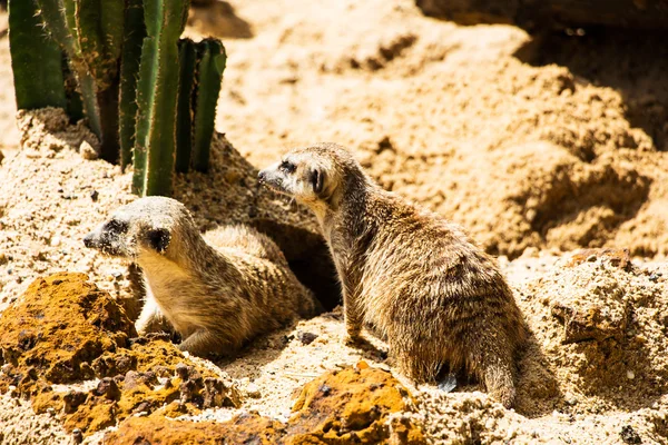 Twin Meerkats no zoológico — Fotografia de Stock