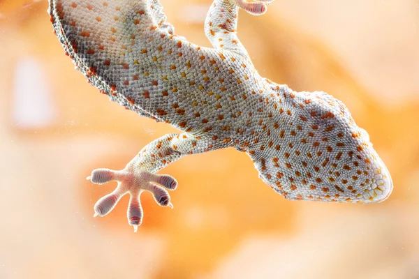 Below of Foot gekko close up — Stock Photo, Image