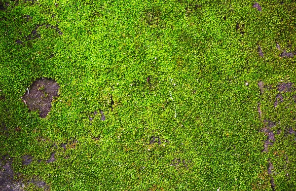 Beautiful green moss background — Stock Photo, Image