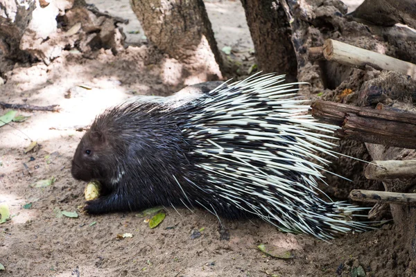 Erizo comiendo en el zoológico — Foto de Stock