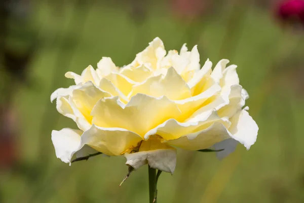 Linda flor rosa branca — Fotografia de Stock