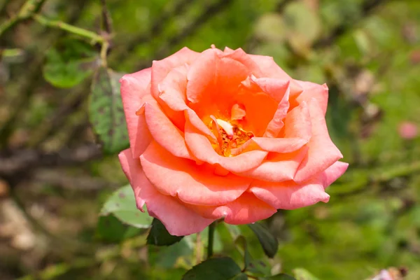庭で成長するオレンジの美しいバラ — ストック写真