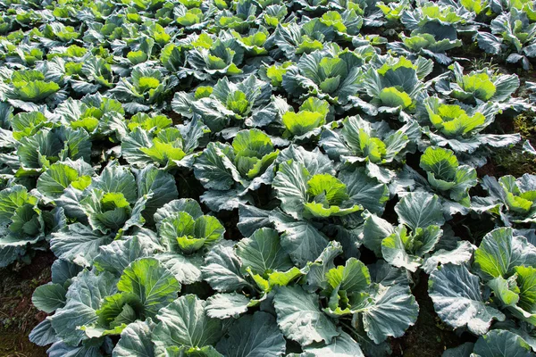 Campo de col, campo de verduras en la montaña, Petchabun, Tailandia —  Fotos de Stock