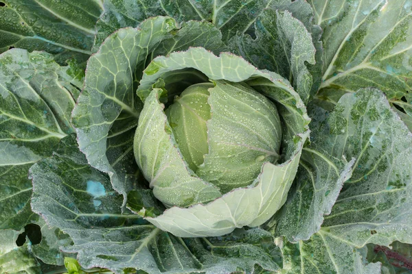 Testa di cavolo fresco con un sacco di foglie. — Foto Stock