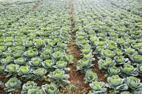 Cabeza de col blanca en un campo —  Fotos de Stock