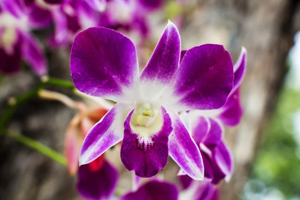 紫色の蘭の花の花束 — ストック写真