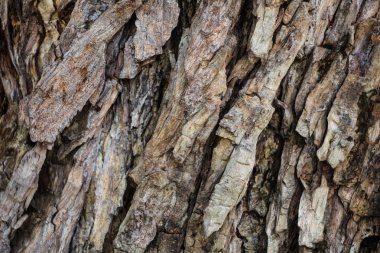 eski ahşap arka plan