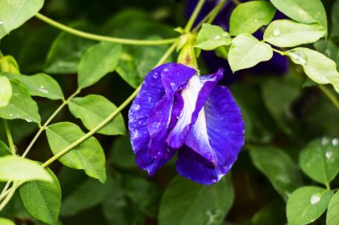 Kelebek bezelye çiçeği