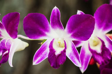 Pembe orkide çiçeği.