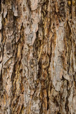 Ağaç kabuğu dokusu