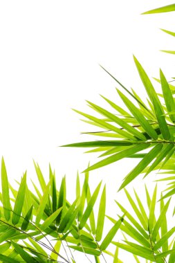 Bambu Yaprakları