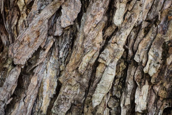 Fondo de madera vieja —  Fotos de Stock