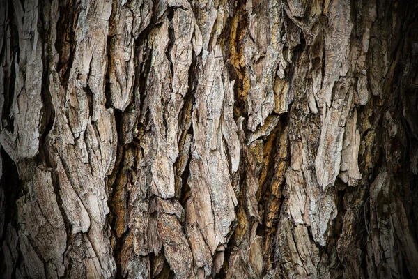 Old wood background — Stock Photo, Image