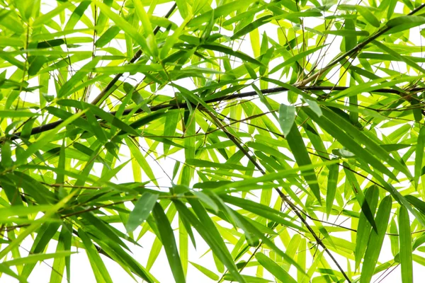 Bamboo leaves background — Stock Photo, Image