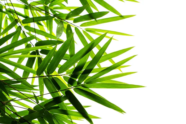 Bamboo leaves isolated on white background — Stock Photo, Image