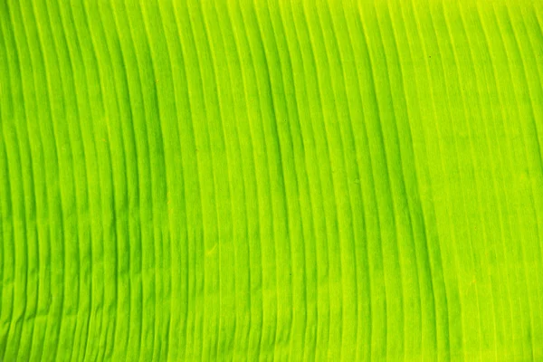 Banana leaf background — Stock Photo, Image