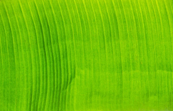 Banana leaf background — Stock Photo, Image