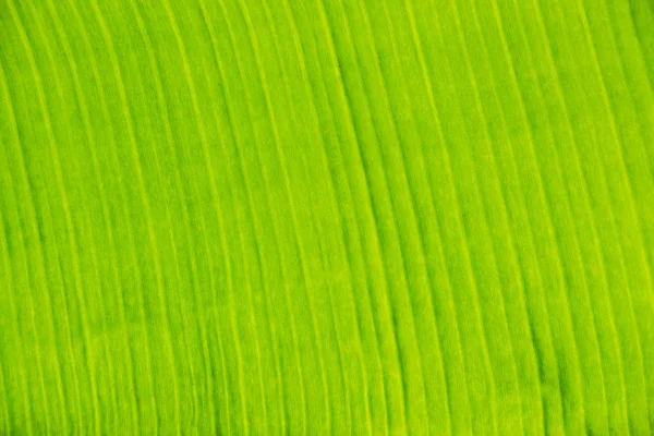 Banana leaf background — Stock Photo, Image