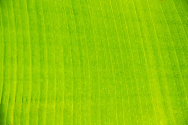 Banana leaf background — Stock Photo, Image