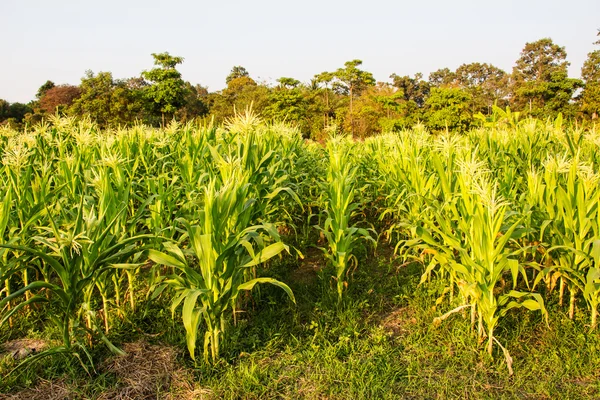 Kukorica farm — Stock Fotó