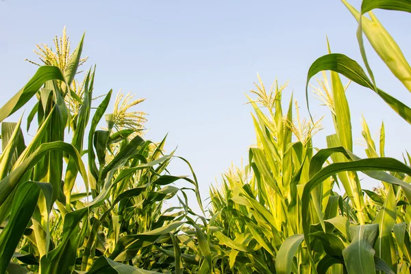 Granja de maíz Imagen de stock