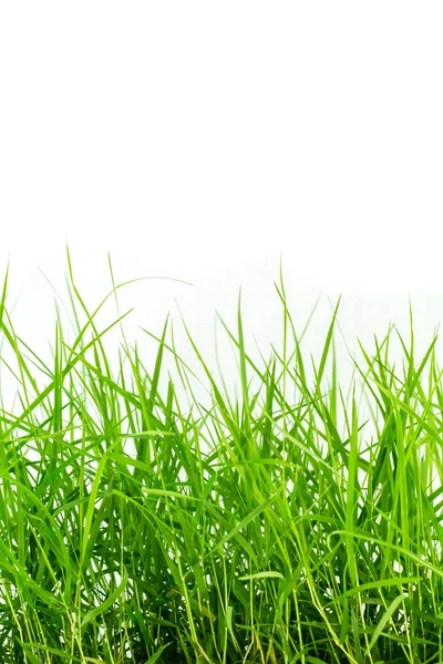 Green grass isolated — Stock Photo, Image