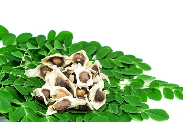 Pepino amargo-chinês (Moringa oleifera Lam .) — Fotografia de Stock