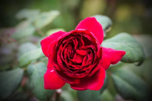 Krásná Květina Zblizka — Stock fotografie