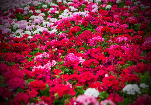 Flores de geranio —  Fotos de Stock