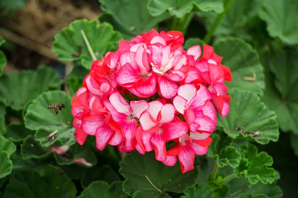 Güzel Çiçek Yakın — Stok fotoğraf