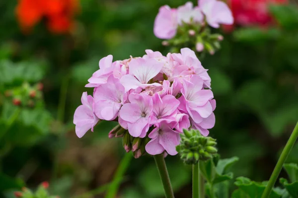 Różowe geranium kwiaty w ogrodzie — Zdjęcie stockowe