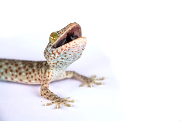 Токай Gecko — стокове фото